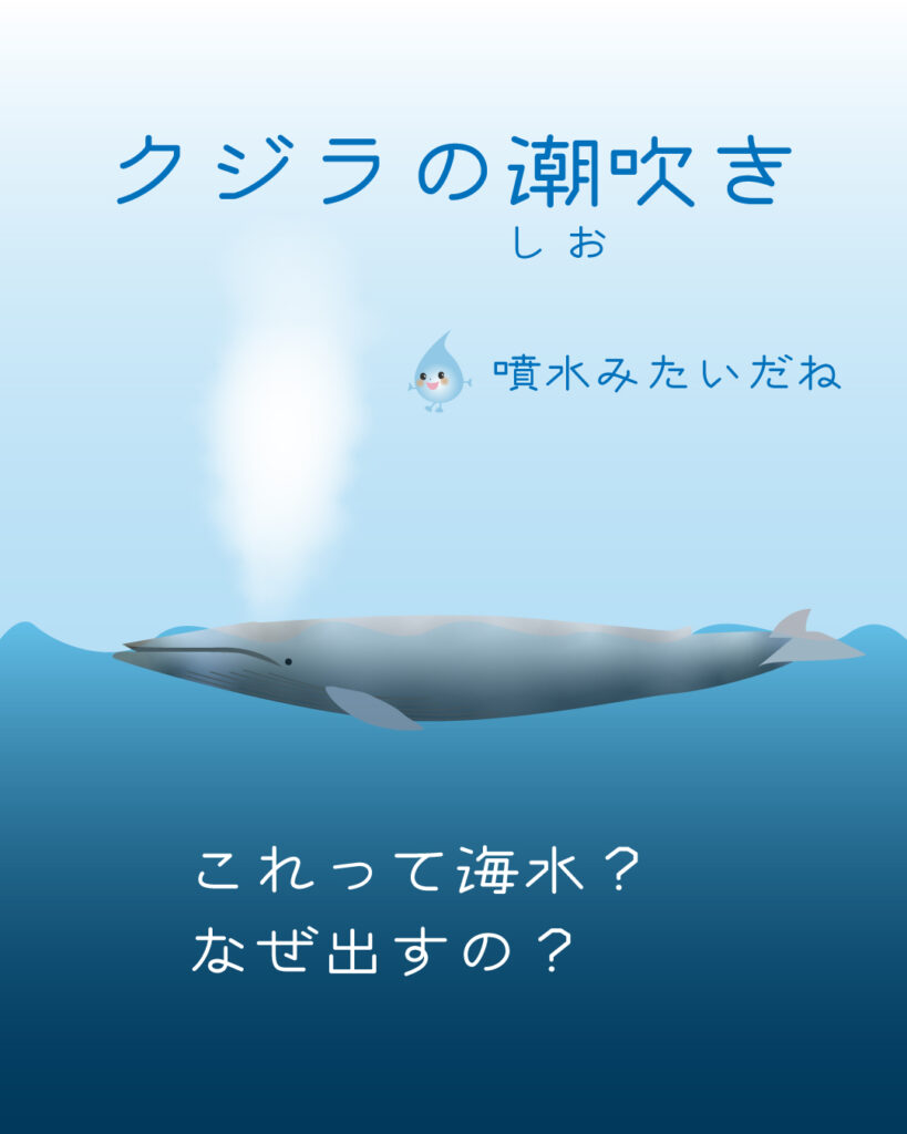 クジラの潮吹き、これって海水?なぜ出すの?