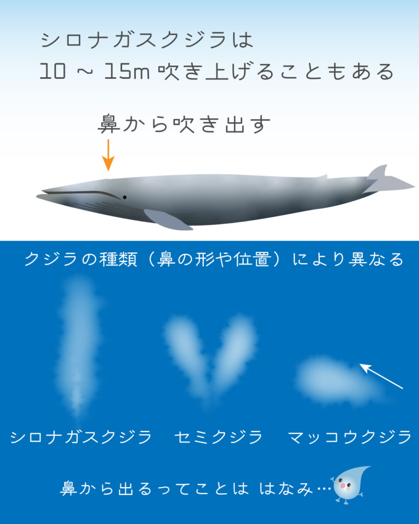 クジラの潮吹きのイラスト図解