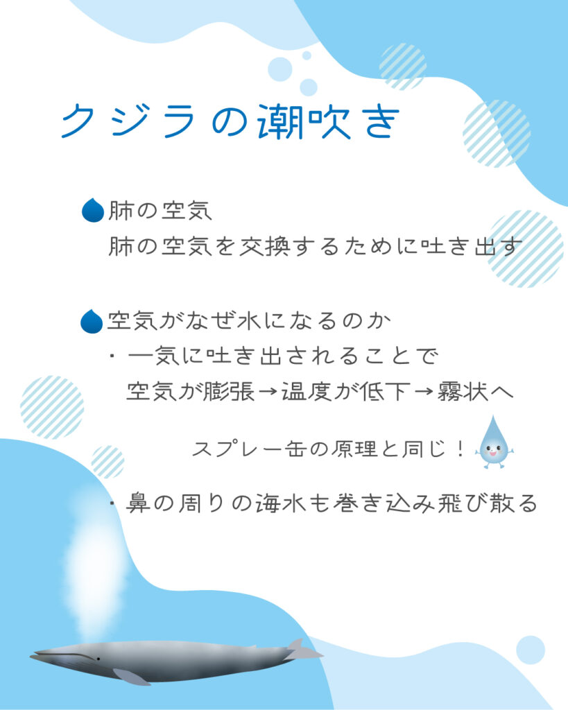 クジラの潮吹きの正体は空気が霧状へ