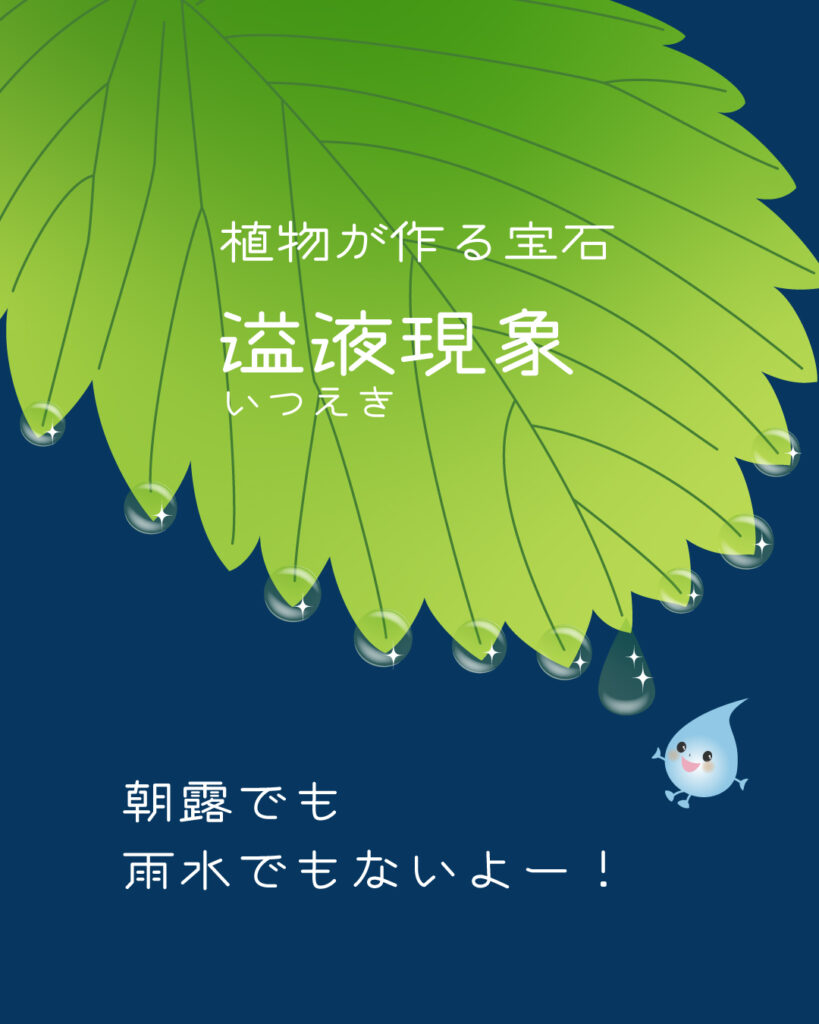 葉っぱに水滴がついているイラスト「溢液現象」