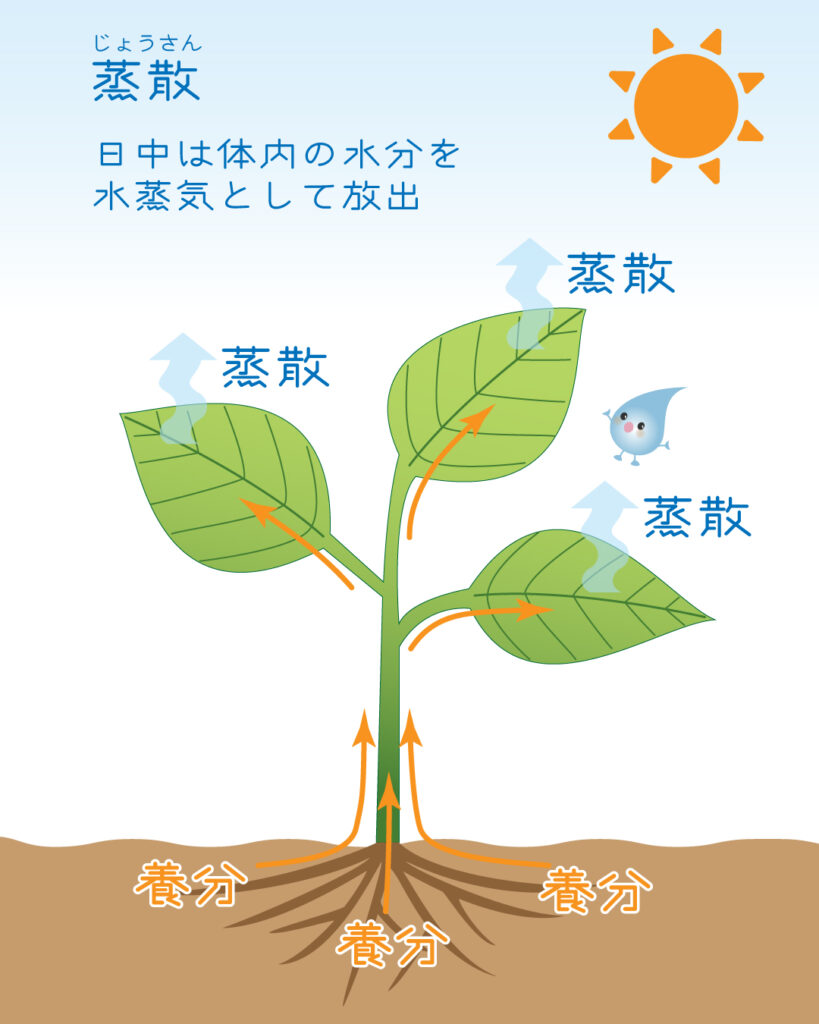 蒸散をイラスト図解