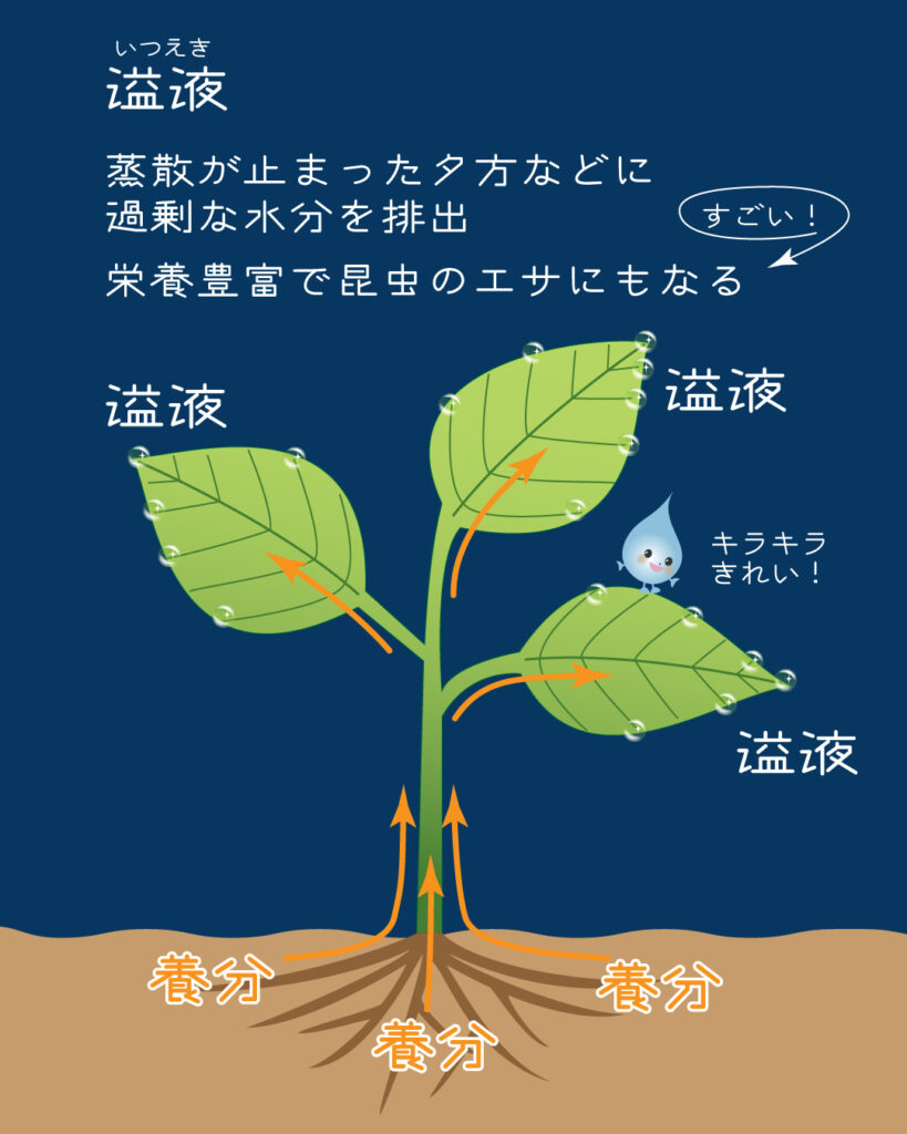 溢液（いつえき）現象をイラスト図解