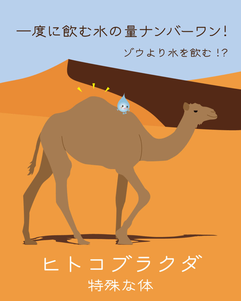 ヒトコブラクダとどろっぷくんのイラスト