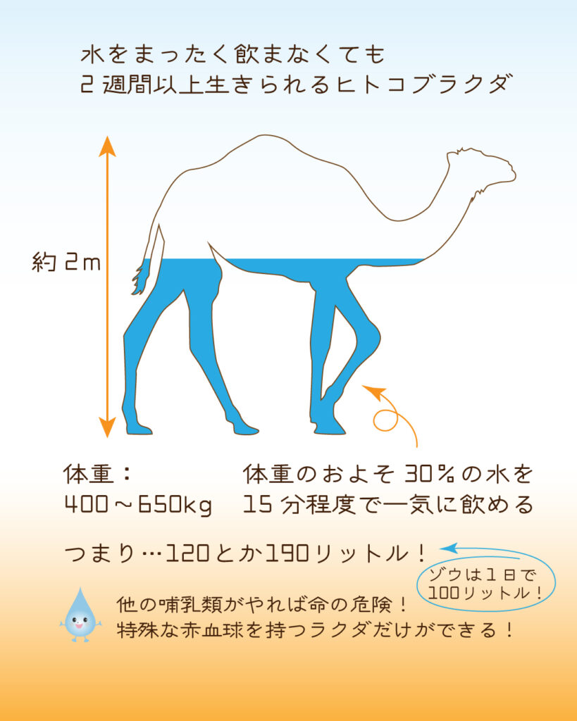 ヒトコブラクダの高さと飲む水の量イラスト図解