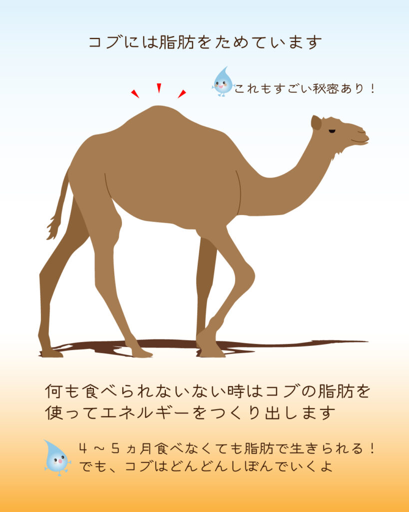ヒトコブラクダのコブについてのイラスト